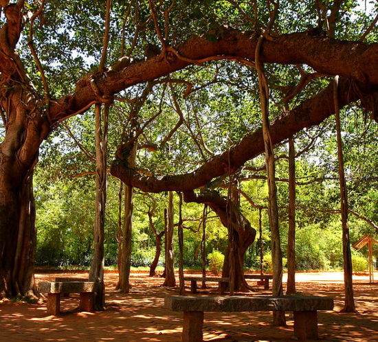 banyan_tree_auroville_by_olivier_on_flickr